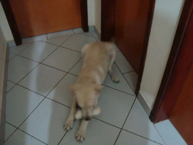 Cachorro ra a mix labrador idade 7 a 11 meses nome Tobi