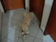 Tobi