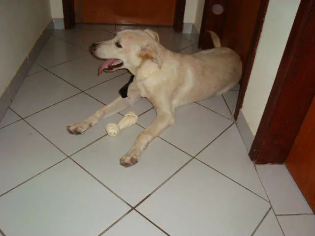 Cachorro ra a mix labrador idade 7 a 11 meses nome Tobi