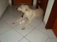 Tobi