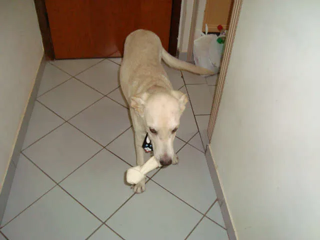Cachorro ra a mix labrador idade 7 a 11 meses nome Tobi