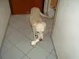 Tobi