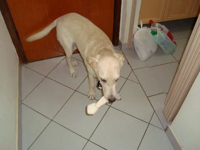 Cachorro ra a mix labrador idade 7 a 11 meses nome Tobi