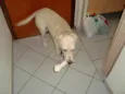 Tobi