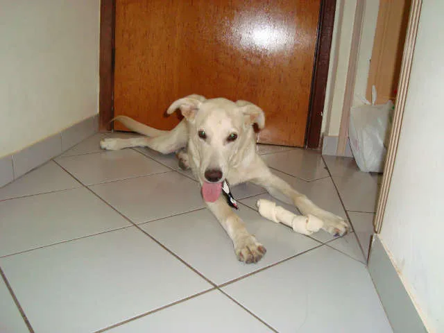 Cachorro ra a mix labrador idade 7 a 11 meses nome Tobi