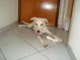 Tobi