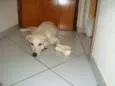 Tobi