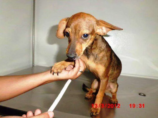 Cachorro ra a Vira-lata idade 1 ano nome Mili