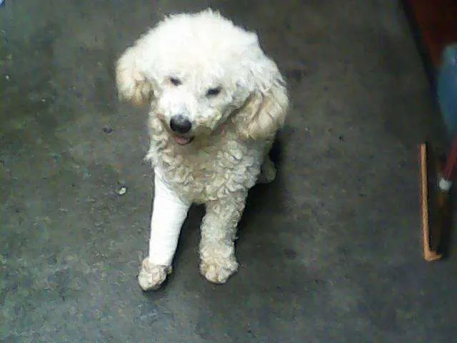 Cachorro ra a Poodle idade 4 anos nome Sheik