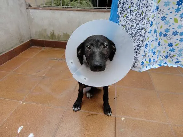 Cachorro raça Vira Lata idade 7 a 11 meses nome Princesa Magnólia