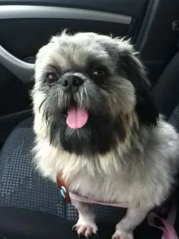 Cachorro ra a Shitzu idade 2 anos nome sem nome