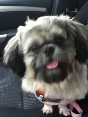 Cachorro raça Shitzu idade 2 anos nome sem nome