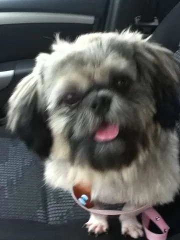 Cachorro ra a Shitzu idade 2 anos nome sem nome