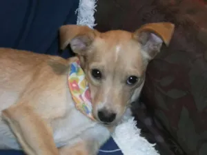 Cachorro raça SRD idade 2 a 6 meses nome SONECA