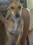 nikita