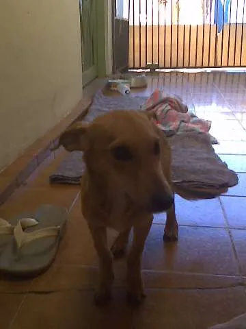 Cachorro ra a indefinida idade 7 a 11 meses nome nikita