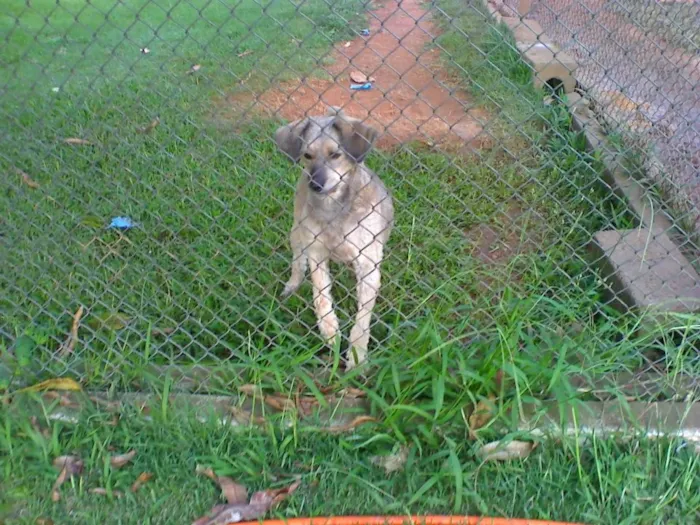 Cachorro ra a VIRA-LATA idade 7 a 11 meses nome MANÉ