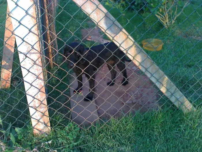 Cachorro ra a VIRA-LATA idade 4 anos nome LELÉ