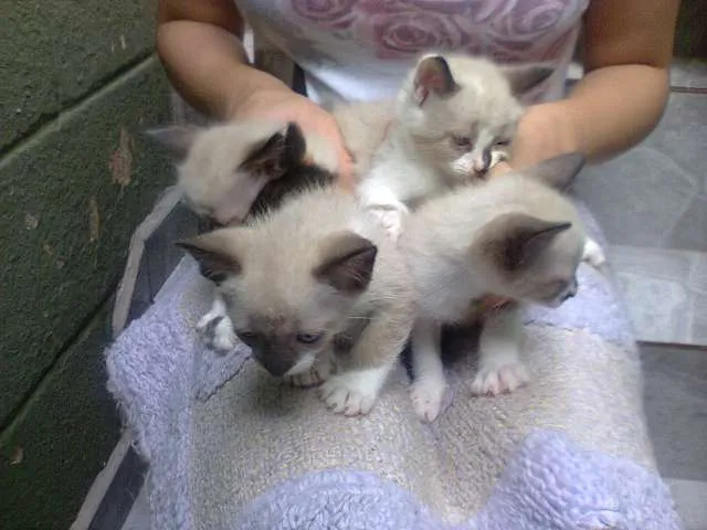 Gato ra a indefinida idade Abaixo de 2 meses nome gatinhos