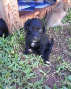 Cachorro raça SRD idade Abaixo de 2 meses nome Filhotinhos