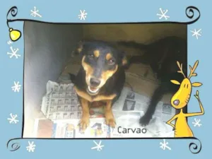 Cachorro raça SRD idade 4 anos nome Carvão