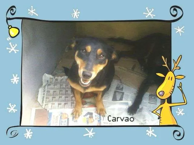 Cachorro ra a SRD idade 4 anos nome Carvão