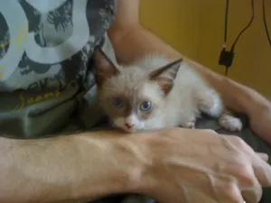 Gato raça S.R.D idade 2 a 6 meses nome Kit