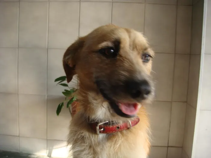 Cachorro ra a SRD idade 1 ano nome Neco