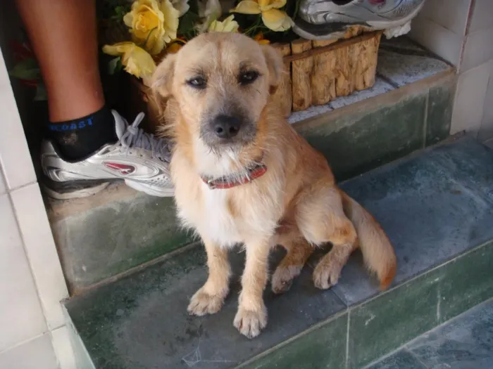 Cachorro ra a SRD idade 1 ano nome Neco