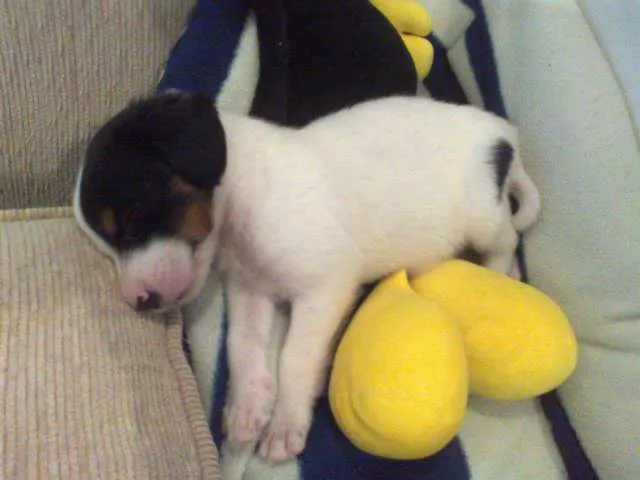 Cachorro ra a SRD idade Abaixo de 2 meses nome Pingo