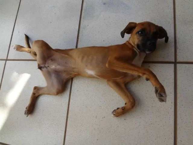 Cachorro ra a não sei idade 2 a 6 meses nome Nina