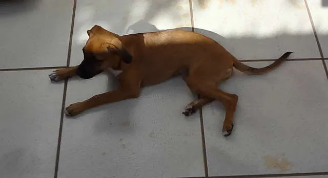 Cachorro ra a não sei idade 2 a 6 meses nome Nina
