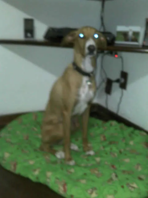 Cachorro ra a SRD idade 3 anos nome Pacheco