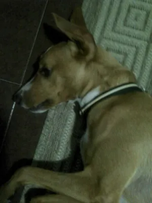 Cachorro raça SRD idade 3 anos nome Pacheco