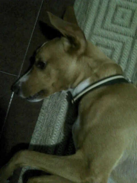 Cachorro ra a SRD idade 3 anos nome Pacheco