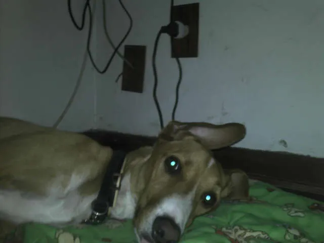 Cachorro ra a SRD idade 3 anos nome Pacheco