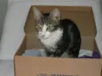 tom