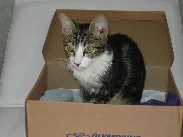 Gato ra a SRD idade 7 a 11 meses nome tom