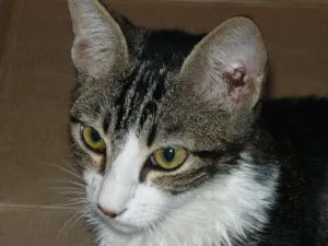 Gato raça SRD idade 7 a 11 meses nome tom