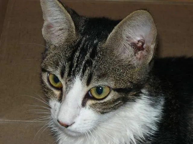 Gato ra a SRD idade 7 a 11 meses nome tom