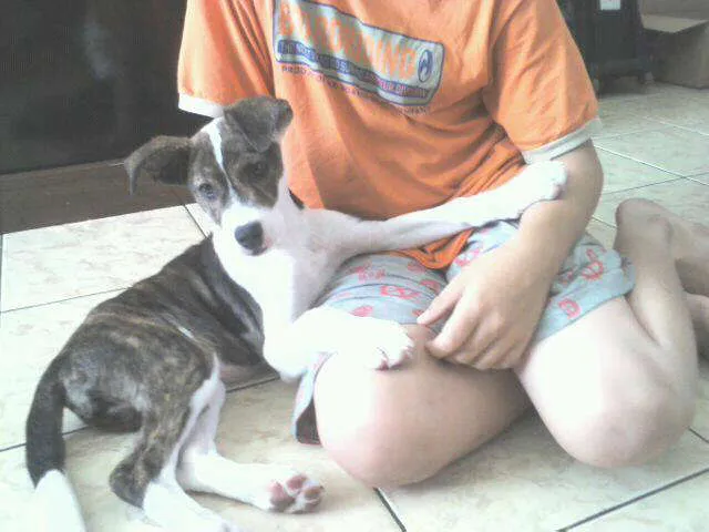 Cachorro ra a SRD idade 2 a 6 meses nome Lili