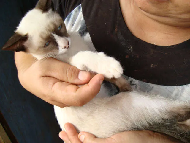 Gato ra a srd/siamês idade 2 a 6 meses nome Dudu