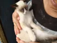 Dudu