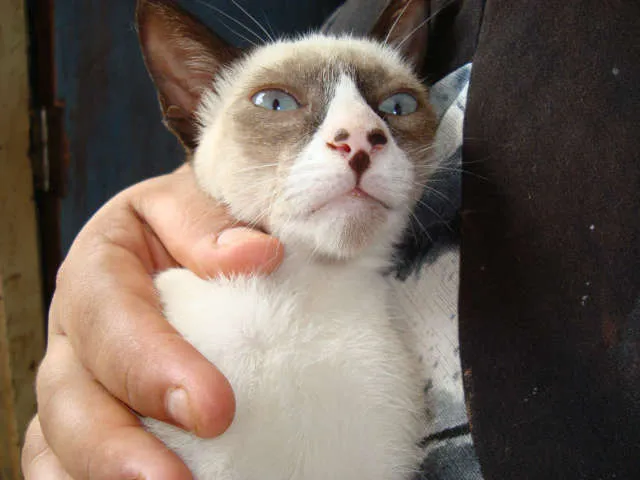 Gato ra a srd/siamês idade 2 a 6 meses nome Dudu