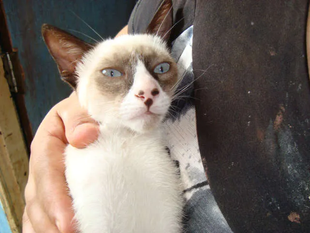 Gato ra a srd/siamês idade 2 a 6 meses nome Dudu