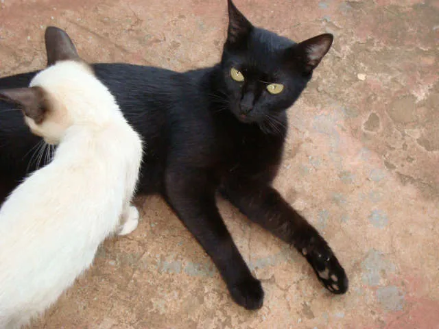 Gato ra a srd idade 2 anos nome Vivi