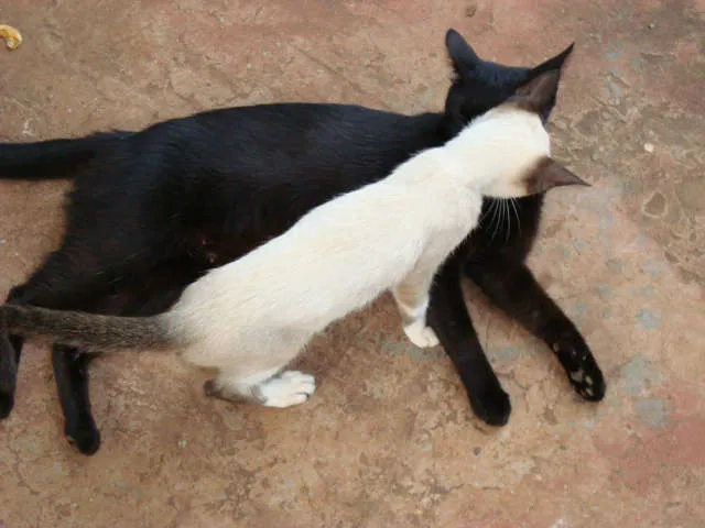 Gato ra a srd idade 2 anos nome Vivi