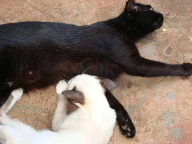 Gato ra a srd idade 2 anos nome Vivi