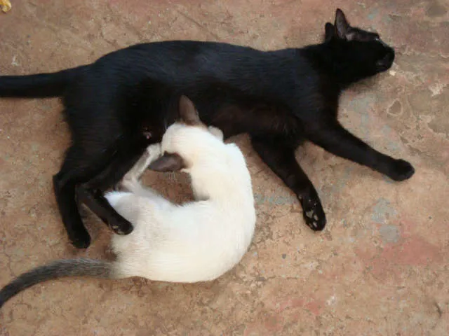 Gato ra a srd idade 2 anos nome Vivi