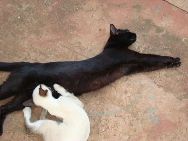 Gato ra a srd idade 2 anos nome Vivi